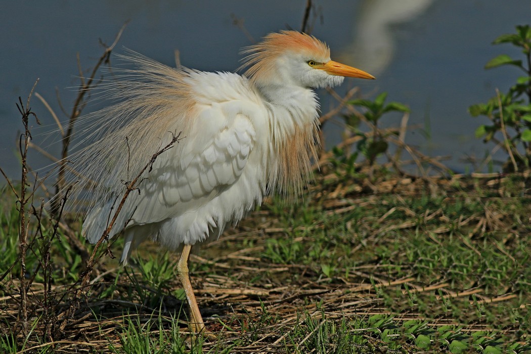Airone guardabuoi ( Bubulcus ibis ) - molto scapigliato